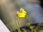 Utricularia nana