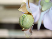 Utricularia nelumbifolia