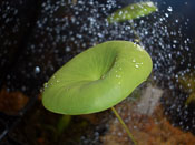 Utricularia nelumbifolia