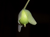 Utricularia nelumbifolia