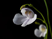 Utricularia nephrophylla 'pink flower'