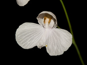 Utricularia nephrophylla