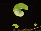 Utricularia nephrophylla x nelumbifolia