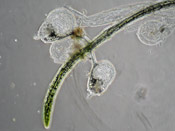 Utricularia parthenopipes