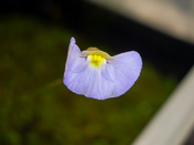 Utricularia paulineae