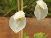 Utricularia praetermissa