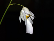 Utricularia praetermissa