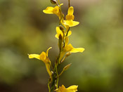 Utricularia prehensilis