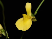 Utricularia prehensilis