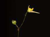 Utricularia pusilla