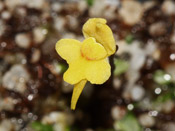 Utricularia pusilla