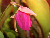 Utricularia quelchii 'Auyan Tepui'