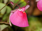 Utricularia quelchii 'Auyan Tepui'