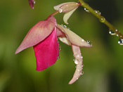 Utricularia quelchii