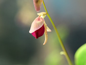 Utricularia quelchii