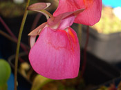 Utricularia quelchii 'Auyan Tepui'