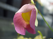 Utricularia 'Jitka'