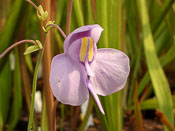 Utricularia reniformis 'small'