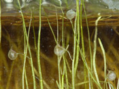 Utricularia resupinata