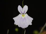 Utricularia sandersonii 'blue flower' - Blüte