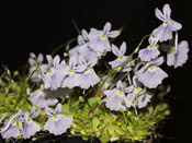 Utricularia sandersonii 'Blue Flower'