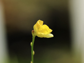 Utricularia simulans