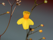 Utricularia subulata