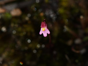 Utricularia tenella