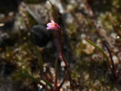 Utricularia tenella