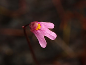 Utricularia tenella