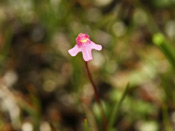 Utricularia tenella