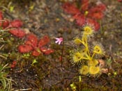 Utricularia tenella