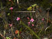 Utricularia tenella