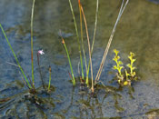 Utricularia tenella