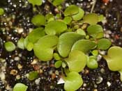 Utricularia tricolor