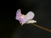 Utricularia tridentata