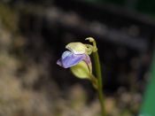 Utricularia uliginosa - Blüte