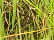 Utricularia