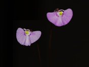 Utricularia uniflora