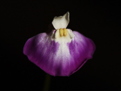 Utricularia uniflora 'L-Form'