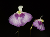 Utricularia uniflora 'L-Form'