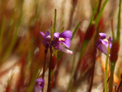 Utricularia violacea