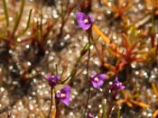 Utricularia violacea