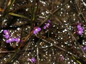 Utricularia violacea