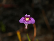 Utricularia violacea