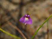 Utricularia violacea