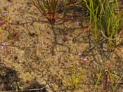 Utricularia violacea