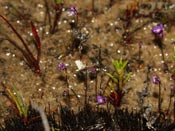 Utricularia violacea