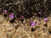 Utricularia violacea