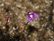 Utricularia violacea